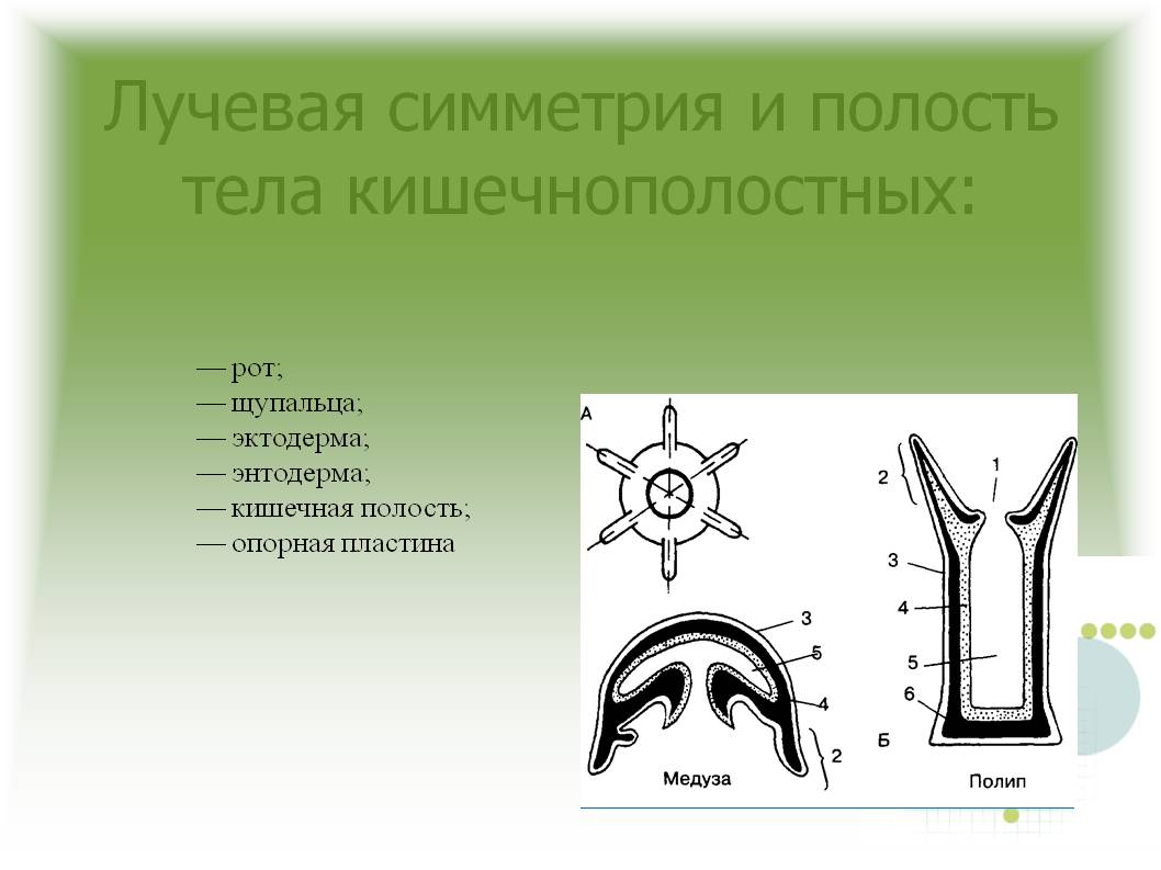 Kra44.cc