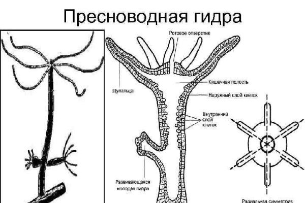 Кракен даркнет отзывы