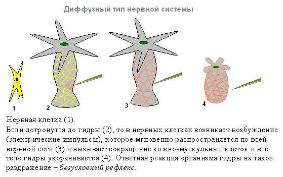 Кракен даркент